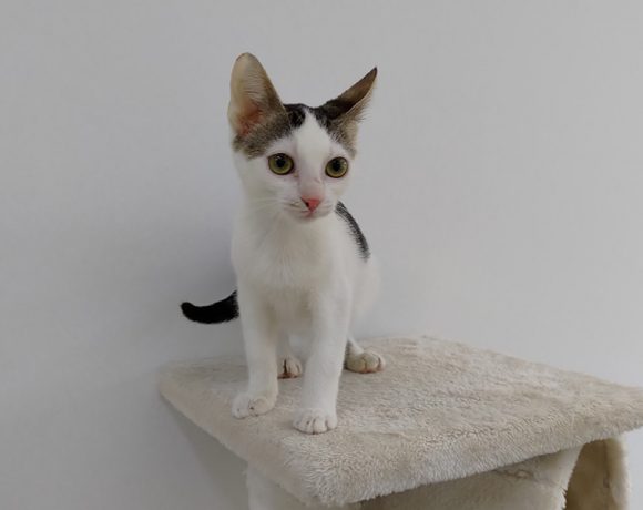 CESAR