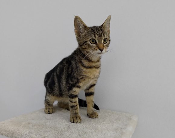 KALI