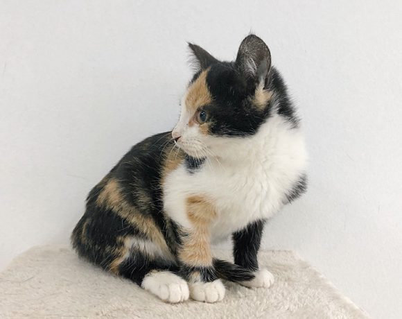 MAJA