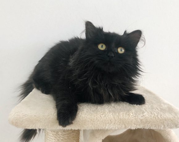 BONI