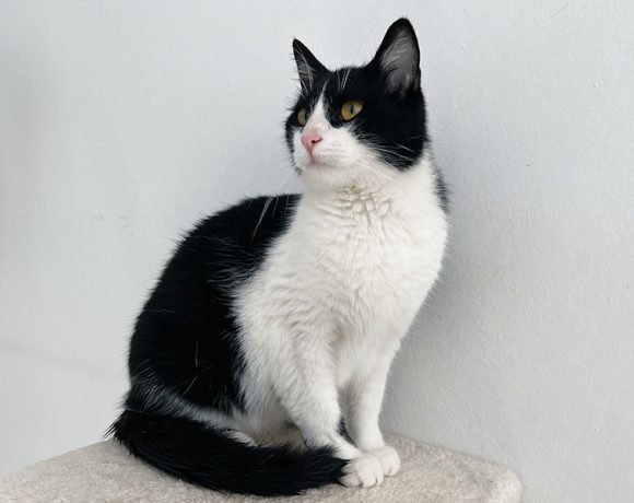 DIEGO