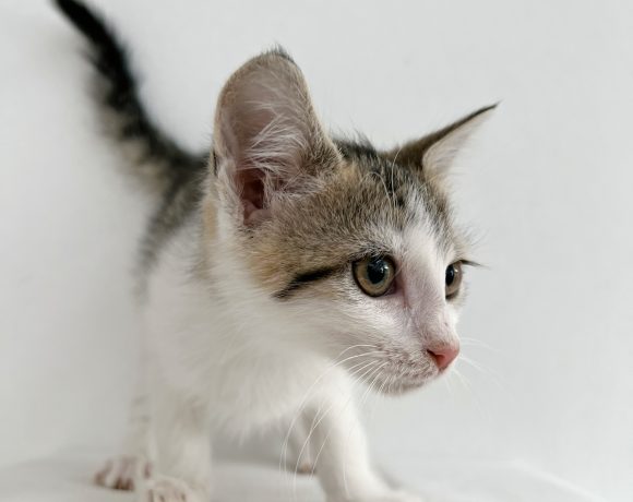 LORENZO