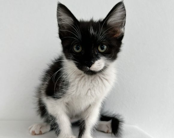 MATILDA