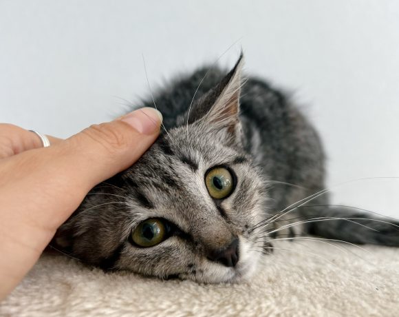 BIBI