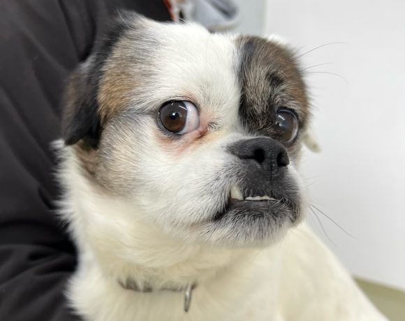 ROSSI