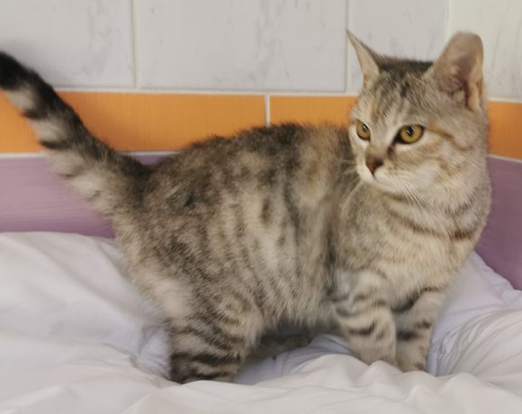 NELI