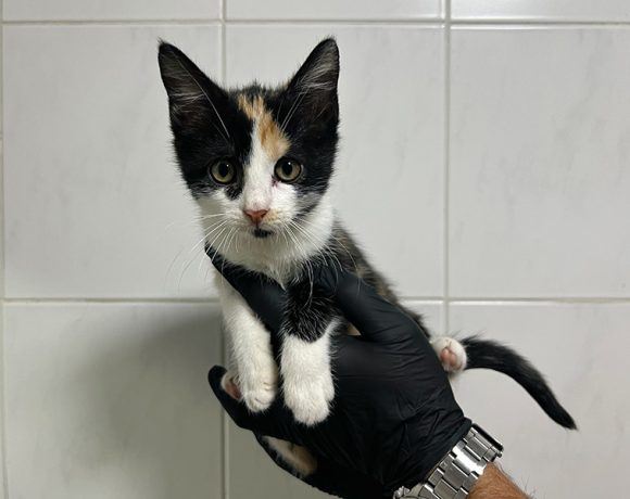 GABI (karantena)