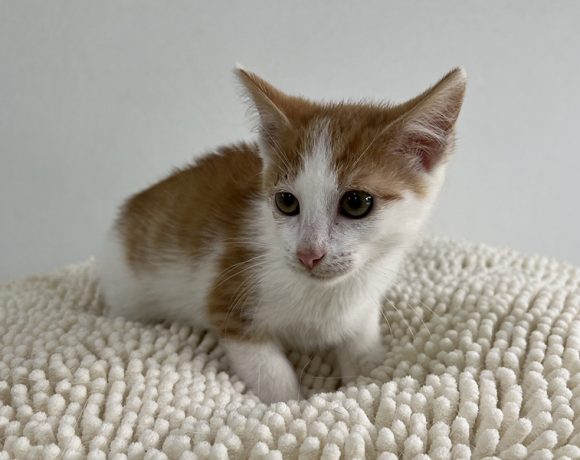 LUKA