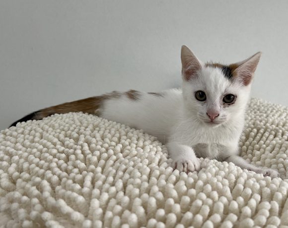 MAJA