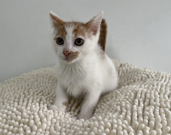 MARKO