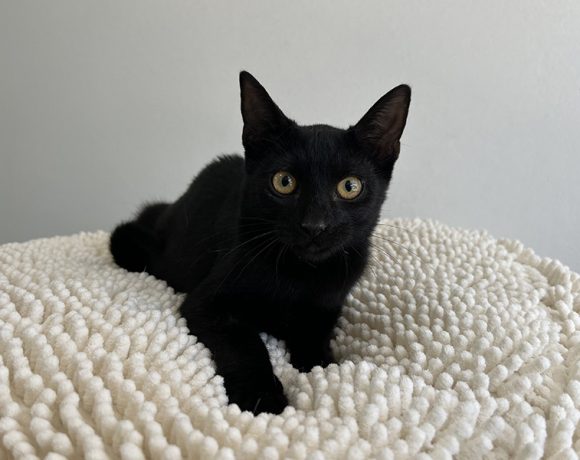 LEO